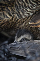 Common eider (Somateria mollissima) duckling in the nest, down is collected from duck nests in specific shelters, Lanan Island. Vvega Archipelago, Norway June
