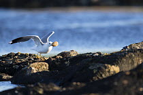 Common gull (Larus canus) taking Common eider (Somateria mollissima) duck egg stolen by Herring gull (Larus argentatus) Lanan Island, Vega archipelago, Norway June