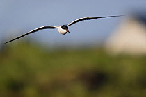 Common tern (Sterna hirundo) flying, Lanan Island, Vega archipelago, Norway June