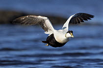 Common eider (Somateria mollissima) male flying over sea, down is collected from wild ducks on Lanan Island, Vega Archipelago, Norway June