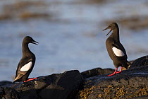 Black Guillemot (Cepphus grylle) Courtship                Skjaervaer Island                   Vega Archipelago  NORWAY                                                        Guillemot  miroir (Cepphus...