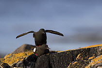 Black Guillemot (Cepphus grylle) mating                   Skjaervaer Island                   Vega Archipelago  NORWAY                                                       Guillemot  miroir (Cepphus...