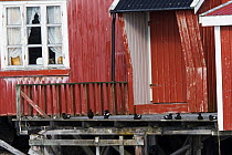 Black guillemots (Cepphus grylle) on porch of traditional house, Skjaervaer Island, Vega archipelago, Norway June