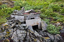 Common eider (Somateria mollissima) nesting shelter provided for the collection of down from wild ducks, Lanan Island, Vega archipelago, Norway June