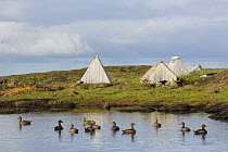 Common eider (Somateria mollissima) ducks on water in front of specific shelters provided for nesting, part of down collecting in Lanan Island, Vega Archipelago, Norway June