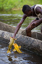 Fishermen pulling in catch from Congo river, the border between Congo Brazzaville and Democratic Republic of Congo (DRC)