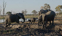 Family of African elephants (Loxodonta africana) mud bathing at a waterhole, Mababe, Botswana.