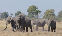 Family of African elephants (Loxodonta africana) dust bathing, Moremi Game Reserve, Botswana.