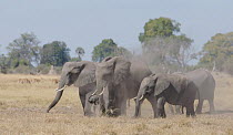 Family of African elephants (Loxodonta africana) dust bathing, Moremi Game Reserve, Botswana.
