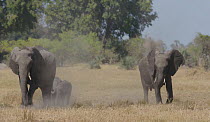 African elephants (Loxodonta africana) dust bathing, Moremi Game Reserve, Botswana.