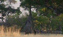 African elephant (Loxodonta africana) feeding, Moremi Game Reserve, Botswana.