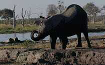 Slow motion clip of an African elephant (Loxodonta africana) mud bathing at a waterhole, Mababe, Botswana.