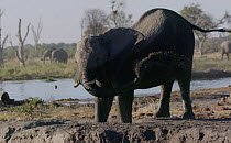 Slow motion clip of an African elephant (Loxodonta africana) mud bathing at a waterhole, Mababe, Botswana.