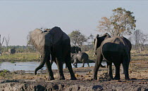 Slow motion clip of an African elephant (Loxodonta africana) mud bathing at waterhole, Mababe, Botswana.