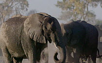Slow motion clip of an African elephant (Loxodonta africana) dust bathing, Mababe, Botswana.