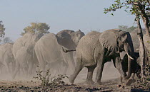 Slow motion clip of a herd of African elephants (Loxodonta africana) walking, Mababe, Botswana.