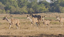 Greater kudu (Tragelaphus strepsiceros), Moremi Game Reserve, Botswana.