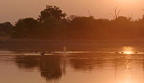 Goup of Hippopotamuses (Hippopotamus amphibius) at sunset, Moremi Game Reserve, Botswana.