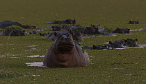 Hippopotamus (Hippopotamus amphibius) yawning, Moremi Game Reserve, Botswana.