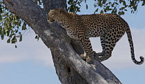 Female Leopard (Panthera pardus pardus) climbing a tree, Moremi Game Reserve, Botswana.