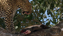 Female Leopard (Panthera pardus pardus), Moremi Game Reserve, Botswana.