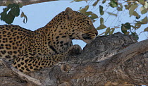 Female Leopard (Panthera pardus pardus) resting in a tree, Moremi Game Reserve, Botswana.
