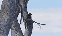 Leopard (Panthera pardus pardus) cub climbing a tree, Moremi Game Reserve, Botswana.
