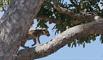 Leopard (Panthera pardus pardus) cub walking along a branch, Moremi Game Reserve, Botswana.