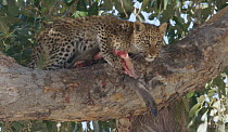 Leopard (Panthera pardus pardus) cub feeding in a tree, Moremi Game Reserve, Botswana.