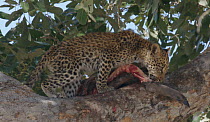 Leopard (Panthera pardus pardus) cub feeding in a tree, Moremi Game Reserve, Botswana.