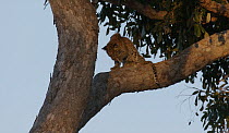 Leopard (Panthera pardus pardus) cub washing in a tree, Moremi Game Reserve, Botswana.