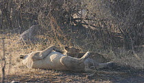 African lion cub (Panthera leo) suckling, Moremi Game Reserve, Botswana.