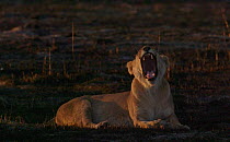 Slow motion clip of an African lioness (Panthera leo) yawning, recently burnt landscape, Moremi Game Reserve, Botswana.