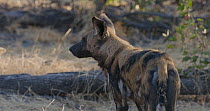 African wild dog (Lycaon pictus) looking around, with another sleeping nearcby, Khwai River, Moremi Game Reserve, Botswana.