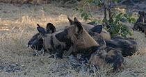 African wild dogs (Lycaon pictus) sleeping, one looks up, Khwai River, Moremi Game Reserve, Botswana.