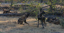 African wild dogs (Lycaon pictus) scratching and grooming, Khwai River, Moremi Game Reserve, Botswana.