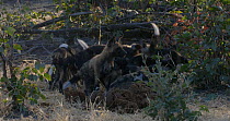 African wild dog (Lycaon pictus) puppies playing, Khwai River, Moremi Game Reserve, Botswana.