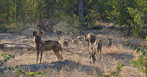 African wild dogs (Lycaon pictus) and puppies running to greet another individual, Khwai River, Moremi Game Reserve, Botswana.