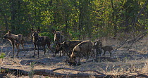 African wild dogs (Lycaon pictus) looking around, with puppies playing nearby, Khwai River, Moremi Game Reserve, Botswana.