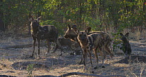 Three African wild dogs (Lycaon pictus) looking around, with puppies nearby, Khwai River, Moremi Game Reserve, Botswana.