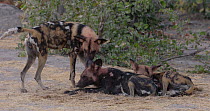 Male African wild dog (Lycaon pictus) scent marking, chases away another individual resting nearby, Khwai River, Moremi Game Reserve, Botswana.