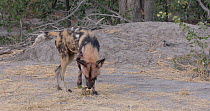 Male African wild dog (Lycaon pictus) scent marking, Khwai River, Moremi Game Reserve, Botswana.