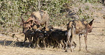 African wild dog (Lycaon pictus) puppies feeding, Khwai River, Moremi Game Reserve, Botswana.