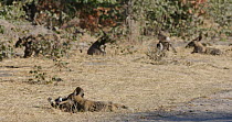 African wild dog (Lycaon pictus) puppies playing, with adult in the background, Khwai River, Moremi Game Reserve, Botswana.