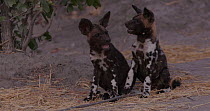 Two African wild dog (Lycaon pictus) puppies playing nd scratching, Khwai River, Moremi Game Reserve, Botswana.