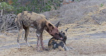 Two African wild dogs (Lycaon pictus) grooming each other, Khwai River, Moremi Game Reserve, Botswana.
