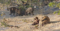 African wild dog (Lycaon pictus) sleeping, with puppies playing in the background, Khwai River, Moremi Game Reserve, Botswana.
