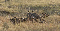 African wild dogs (Lycaon pictus) playing with puppies, Khwai River, Moremi Game Reserve, Botswana.