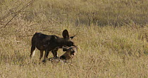 African wild dogs (Lycaon pictus) greeting, with others walking past, Khwai River, Moremi Game Reserve, Botswana.