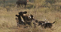 African wild dog (Lycaon pictus) feeding with pups, Khwai River, Moremi Game Reserve, Botswana.